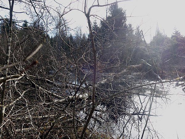 Biberstau im Moorwald.