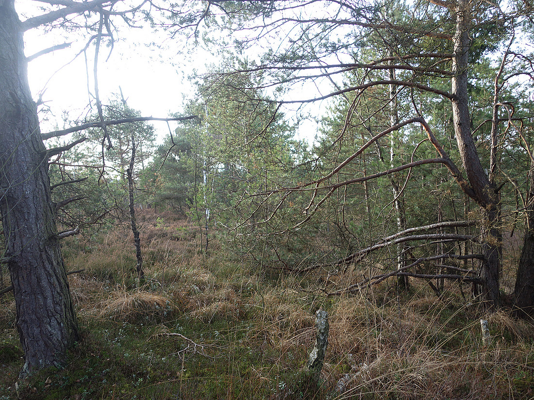 "Baumfilz" in der Kendlmühlfilzen.