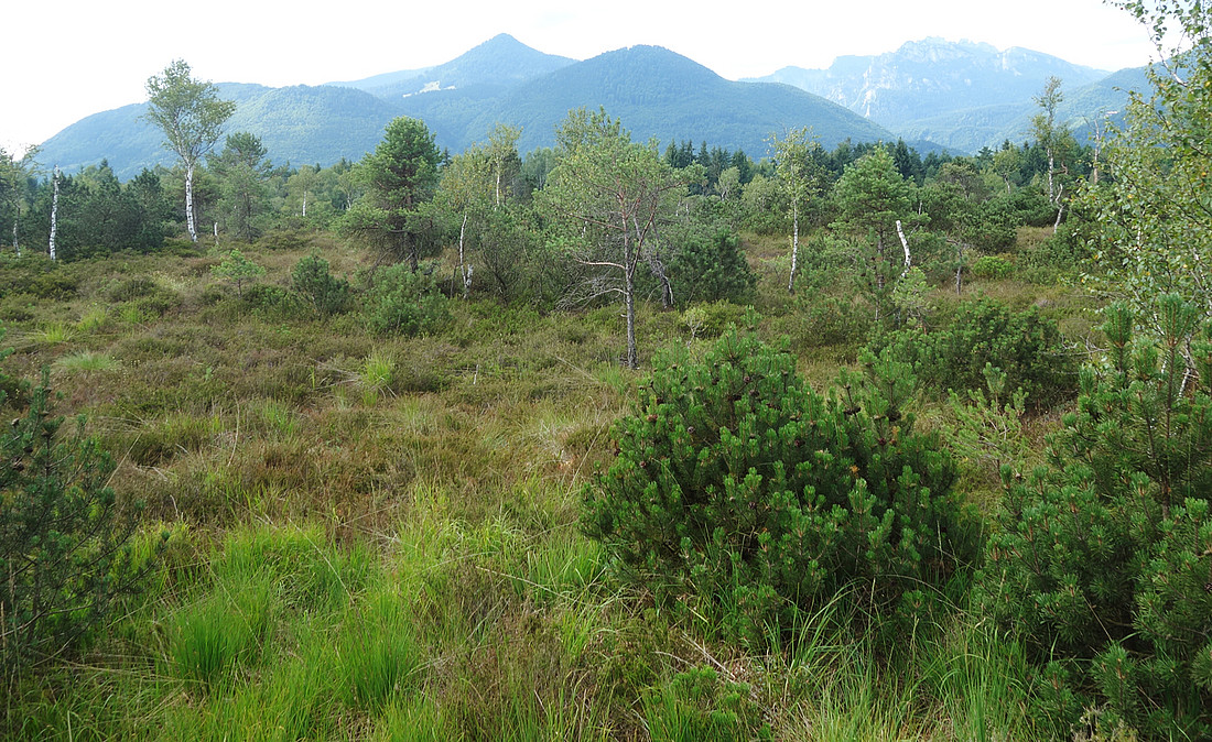 Vorentwässertes Filzengelände mit typischer Heide- und Baumvegetation. Diese belebte Deckschicht muss abgeräumt werden, um an die eigentliche Torfschicht zu gelangen.
