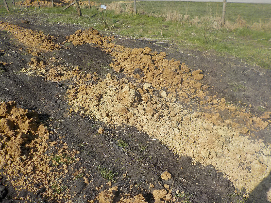 Oberpfälzer Lösslehm auf Moorboden, bereit zum Einarbeiten.