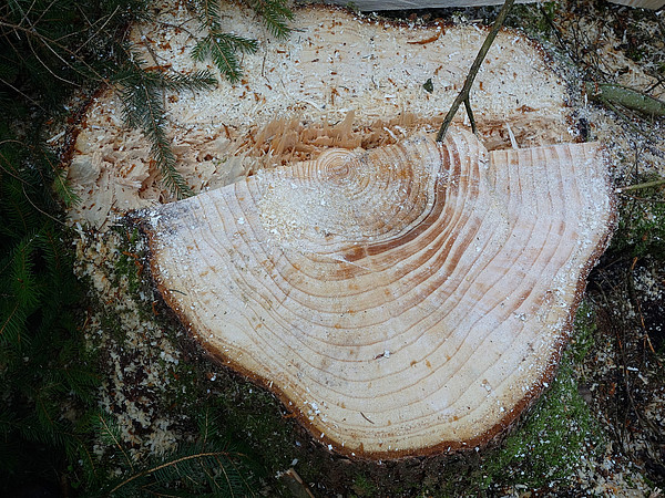 Wachstumsveränderung an Bäumen außerhalb der wiedervernässten Flächen