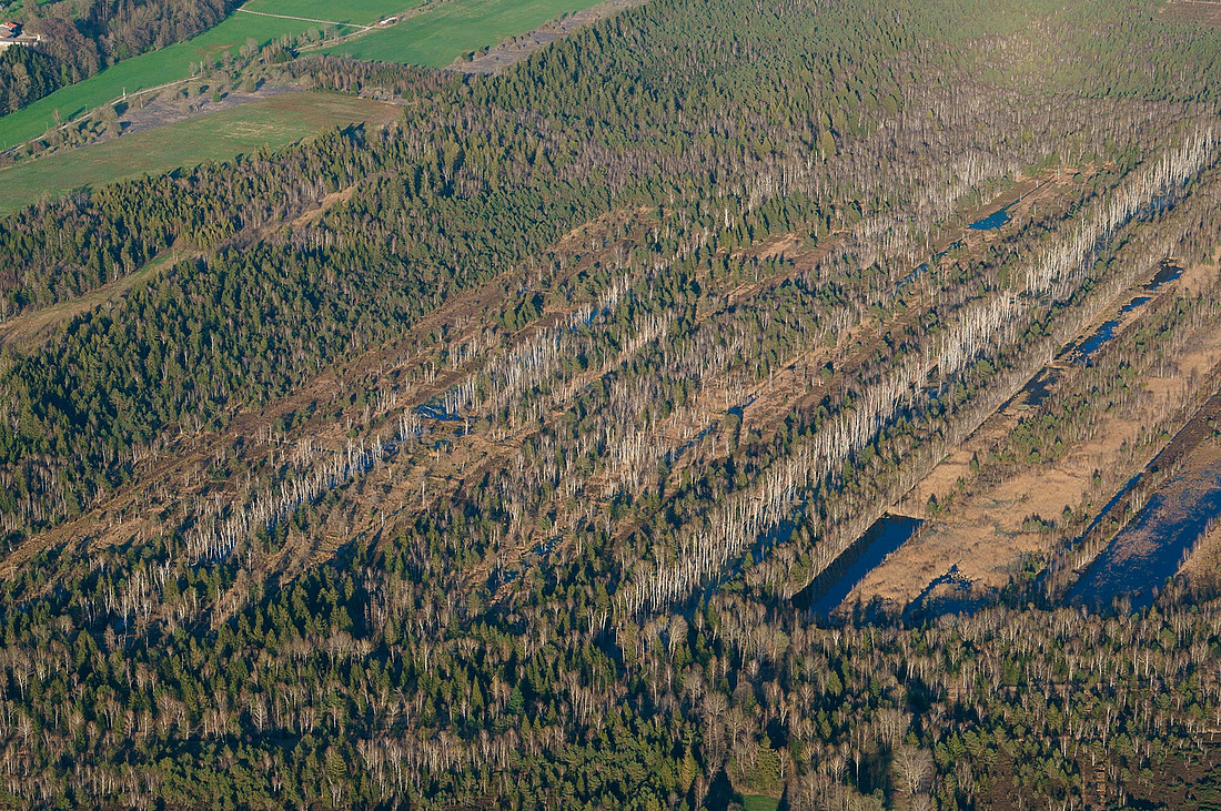 Absterbender Baumbewuchs durch überzogene Wiedervernässung im ehemaligen staatlichen Torfabbau in der Nördlichen Kendlmühlfilzen.