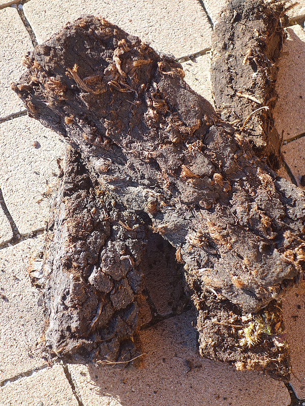 luftgetrockneter normaler Stichtorf (Kendlmühlfilzen).