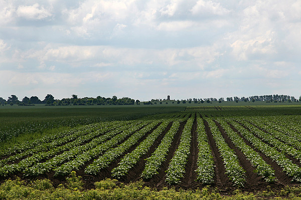 Kartoffelanbau.