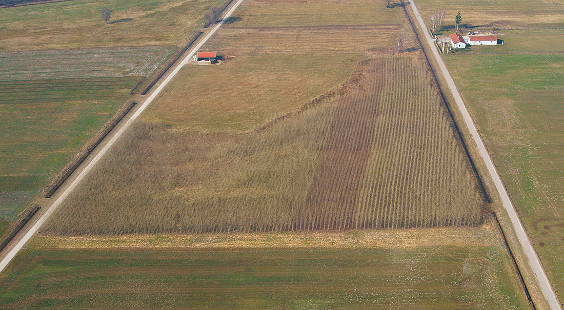 Energiepflanzen auf kultiviertem Hochmoor