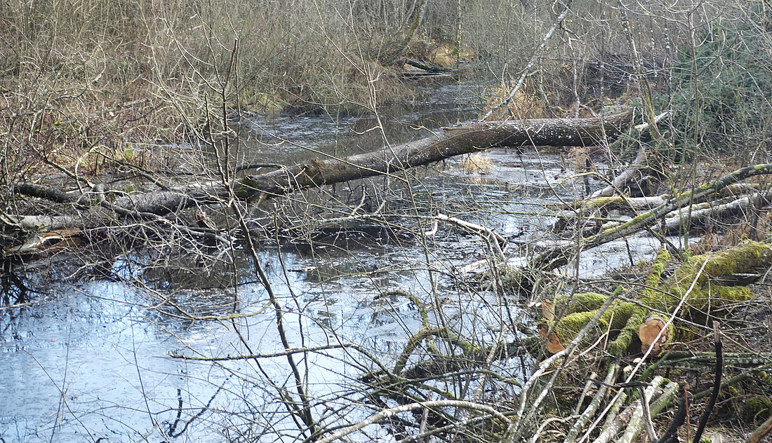 Der Wald wird ersäuft.