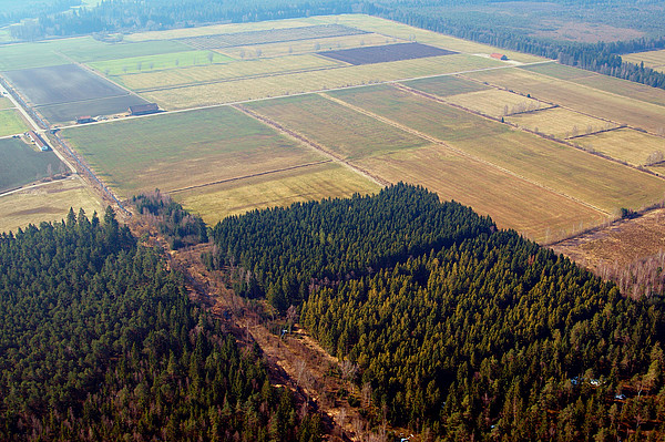 Südl. Chiemseemoore: Kultivierte Flächen für landwirtschaftliche und forstliche Nutzung